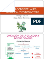 Oxidacion y Fotosintesis (2)