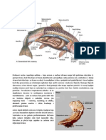 Probavni Sustav Riba Urogenitalni Sustav Riba Materijal Za Web