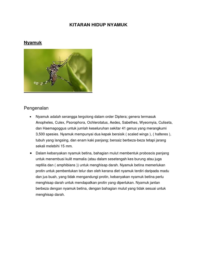 Kitaran Hidup Nyamuk  PDF