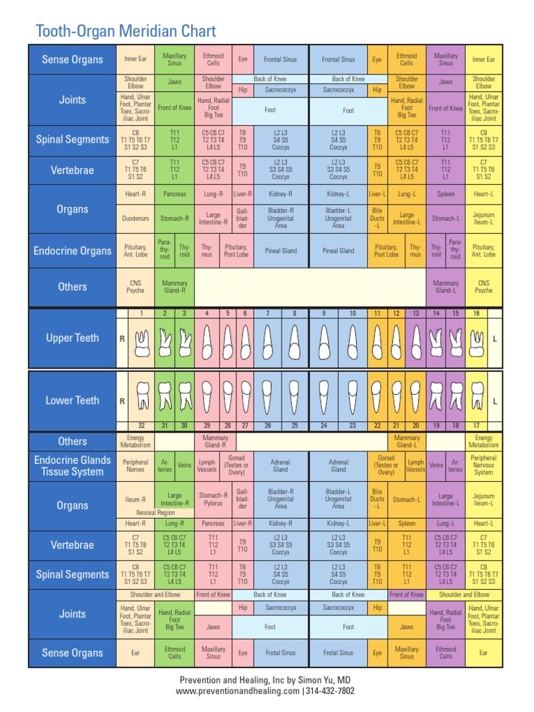 Tooth-Organ Meridian Chart: Sense Organs Joints Spinal Segments ...