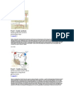 Insulin Production