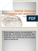 Ostras Chilenas Afectadas Por Epibiosis