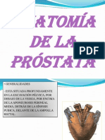 Prostata Anatomia