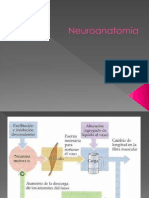 Neuro Anatomía