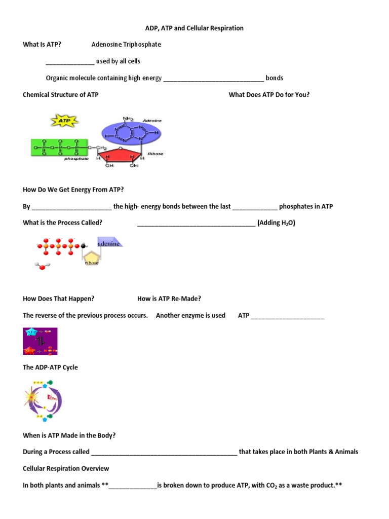 Atp Cloze Notes | PDF | Cellular Respiration | Fermentation