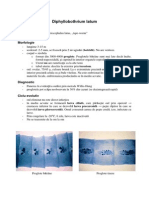 Diphyllobothrium Latum PDF