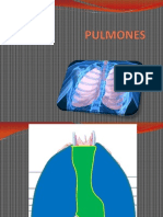 Pulmones