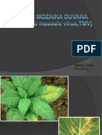 Virus Mozaika Duvan (Tobacco Maosalc Virus, TMV)