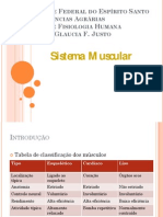 Sistema Muscular