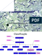 AULA 2 - Trypanosoma Cruzi
