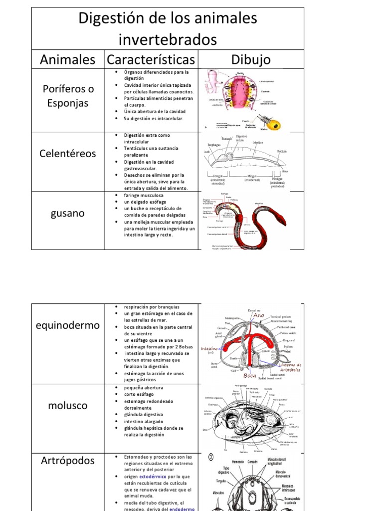 digestion de los animales vertebrados e invertebrados | Digestión