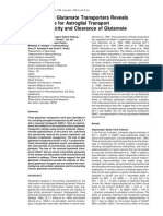 Knockout of Glutamate Transporters Reveals
