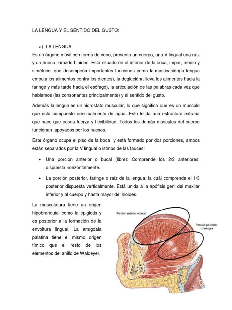 Anatomía y Funciones de la Lengua | PDF | Gusto | Lengua