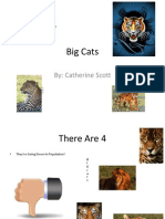 Big Cats Powerpoint