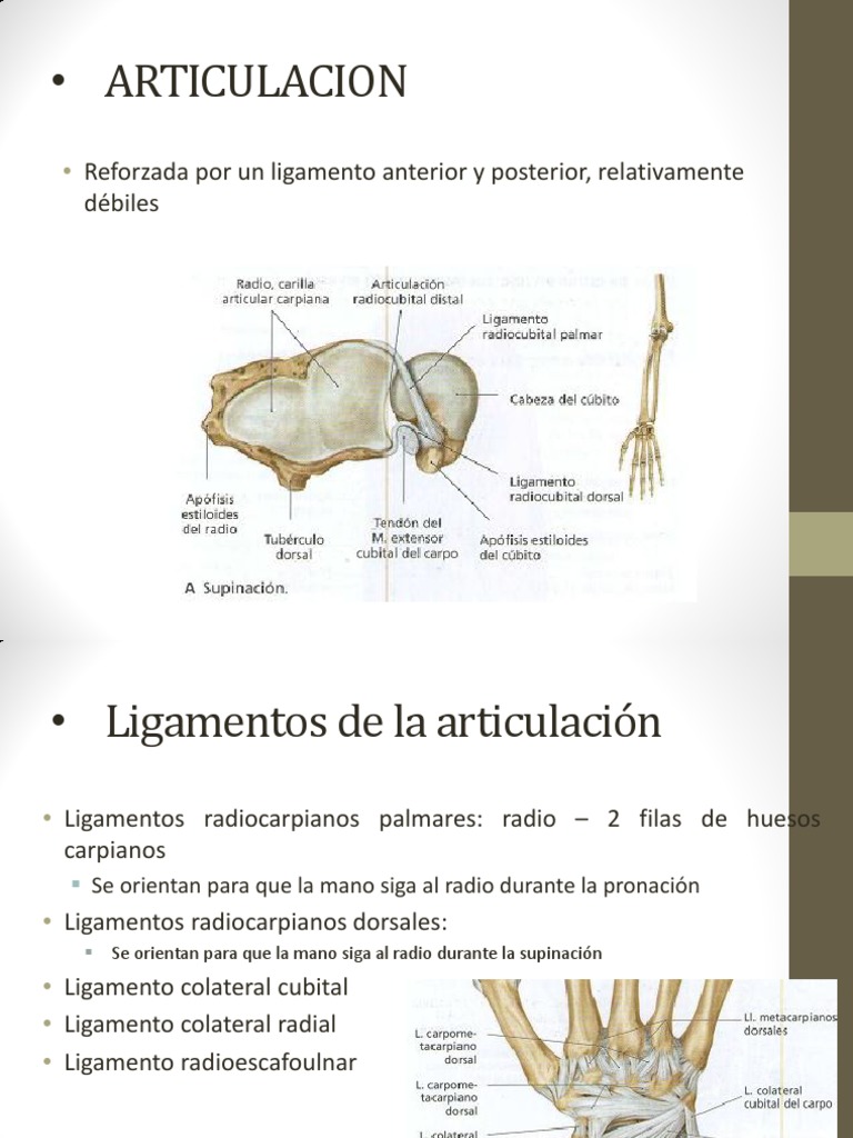 Ligamentos Muñeca | Mano | Anatomía de los primates
