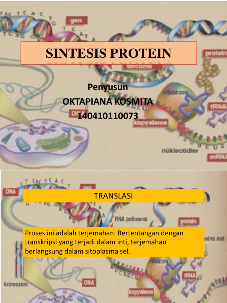 Proses Sintesis Protein: Transkripsi dan Translasi | PDF | Sains ...