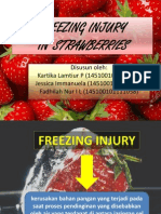 Frezzing Injury
