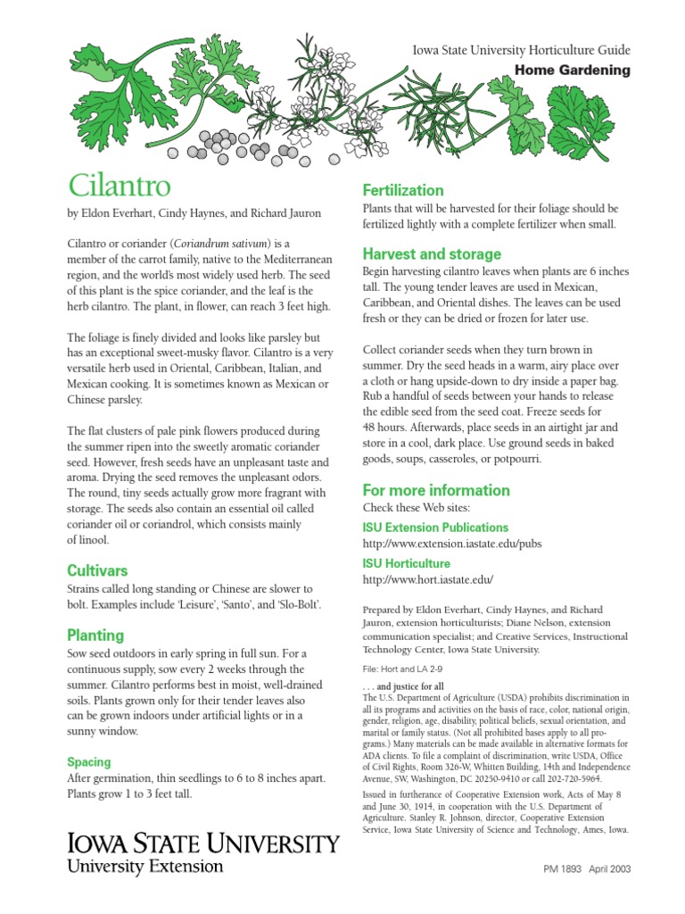 Cilantro (English & Spanish) PDF Coriander Botany