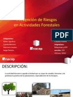 Actividad Forestal