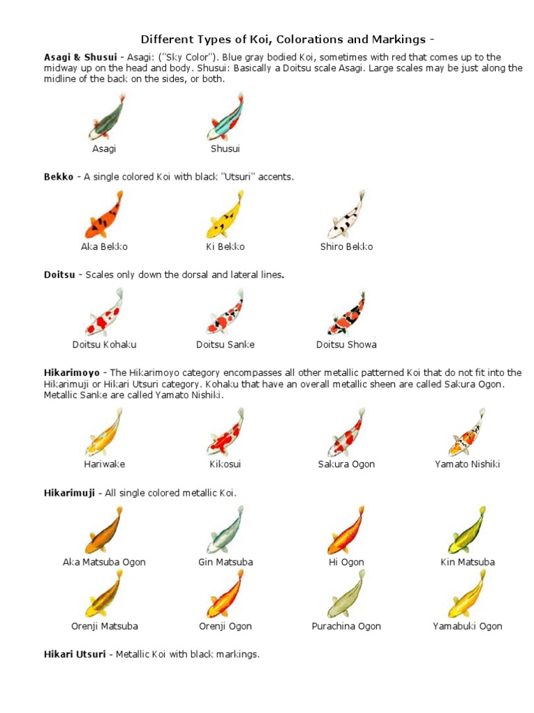 Different Types of Koi | PDF | Animals Kept As Pets | Fishkeeping