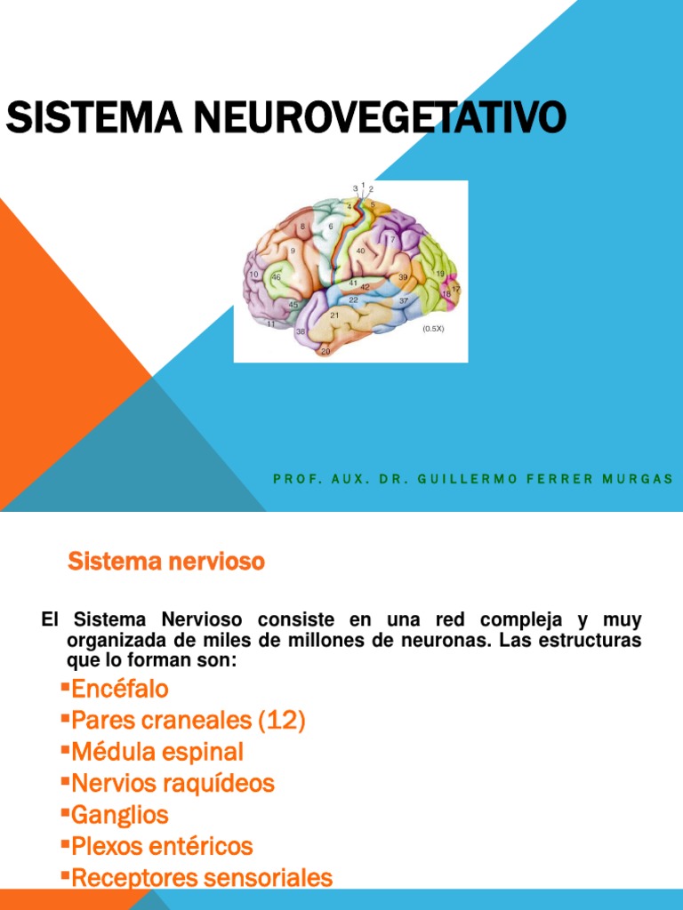 Funciones del Sistema Neurovegetativo | PDF | Sistema nervioso autónomo ...