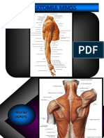 Anatomia Mmss PDF