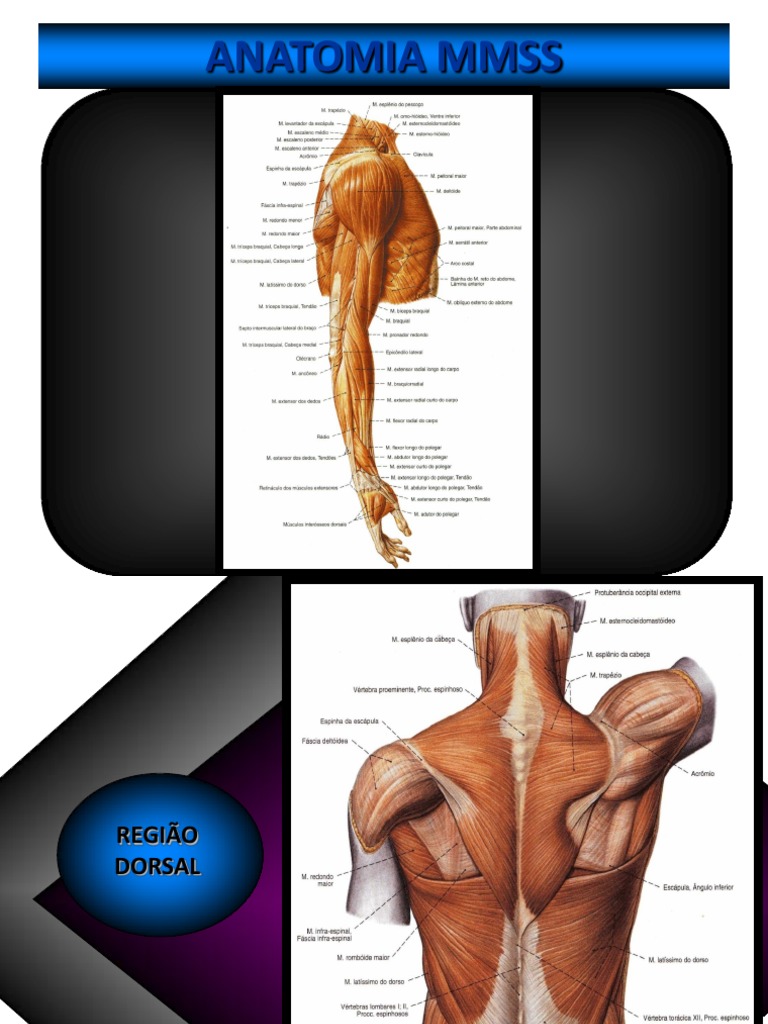 Anatomia Mmss PDF | PDF | Membros (anatomia) | Anatomia dos primatas
