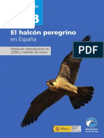 Halcon Peregrino