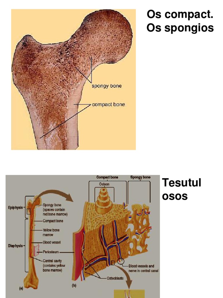 Sistemul Osos | PDF