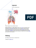 Sistem Pernapasan