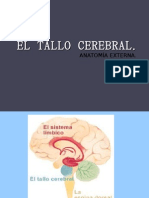 El Tallo Cerebral