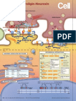 Stéphane Baudouin and Peter Scheiffele Biozentrum of The University of Basel, 4056 Basel, Switzerland