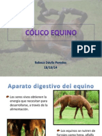 Colico Equino