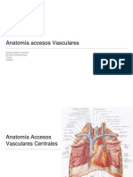 anatomia vascular