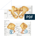 Anatomi Pelvis
