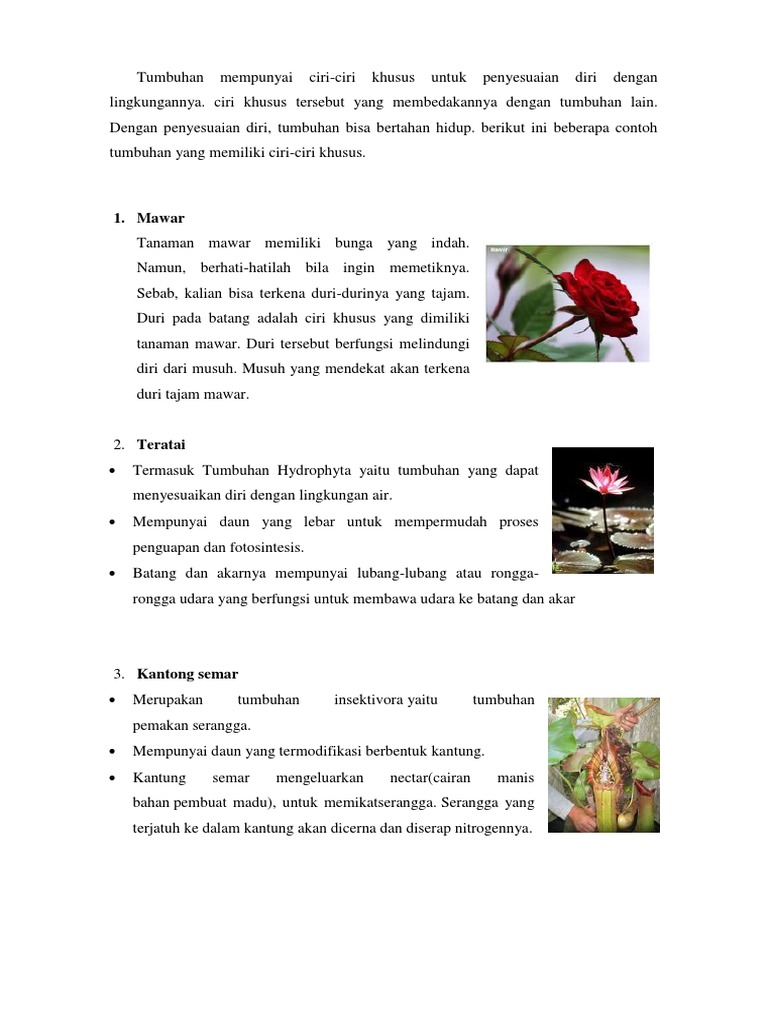 Ciri Khusus Tumbuhan Bambu Batik Indonesia