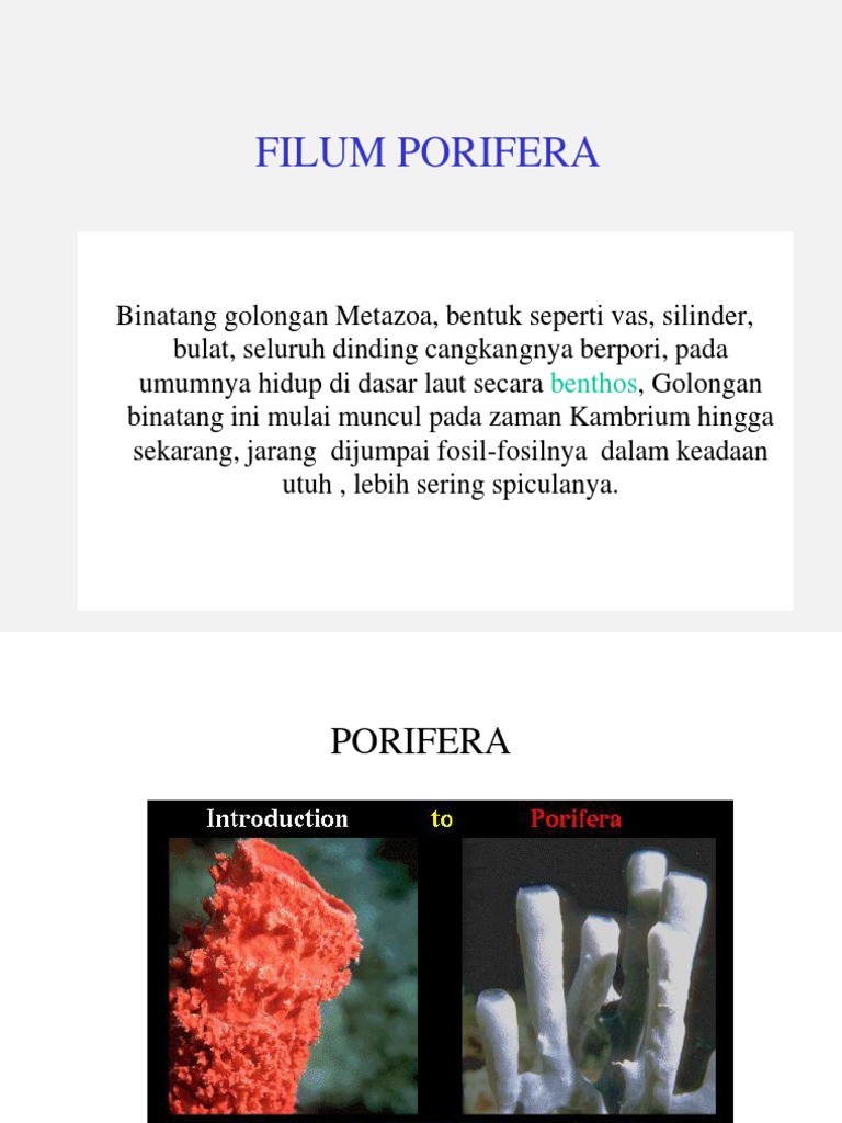 Filum Porifera 2 | PDF
