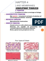 4 Main Groupsof Tissues