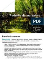 Padurea de Mangrove