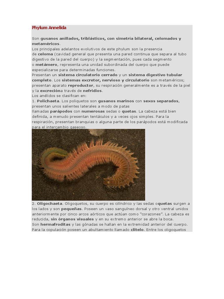 Características y Clasificación de Anélidos | PDF | Protostomas | Zoología, image size:768x1024