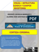 Neurofisiologia de La Vision- CAMPOS RECEPTORES