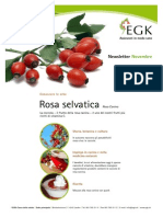 Rosa Selvatica PDF