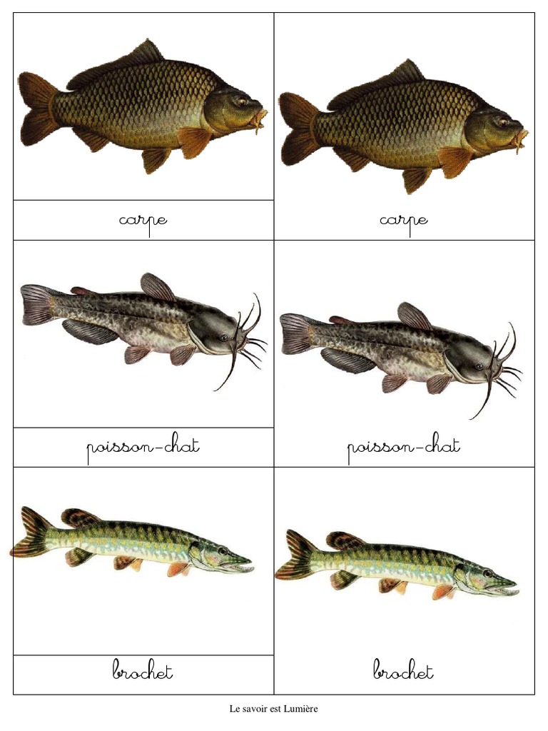 Nomenclature Poisson Mer Eau Douce
