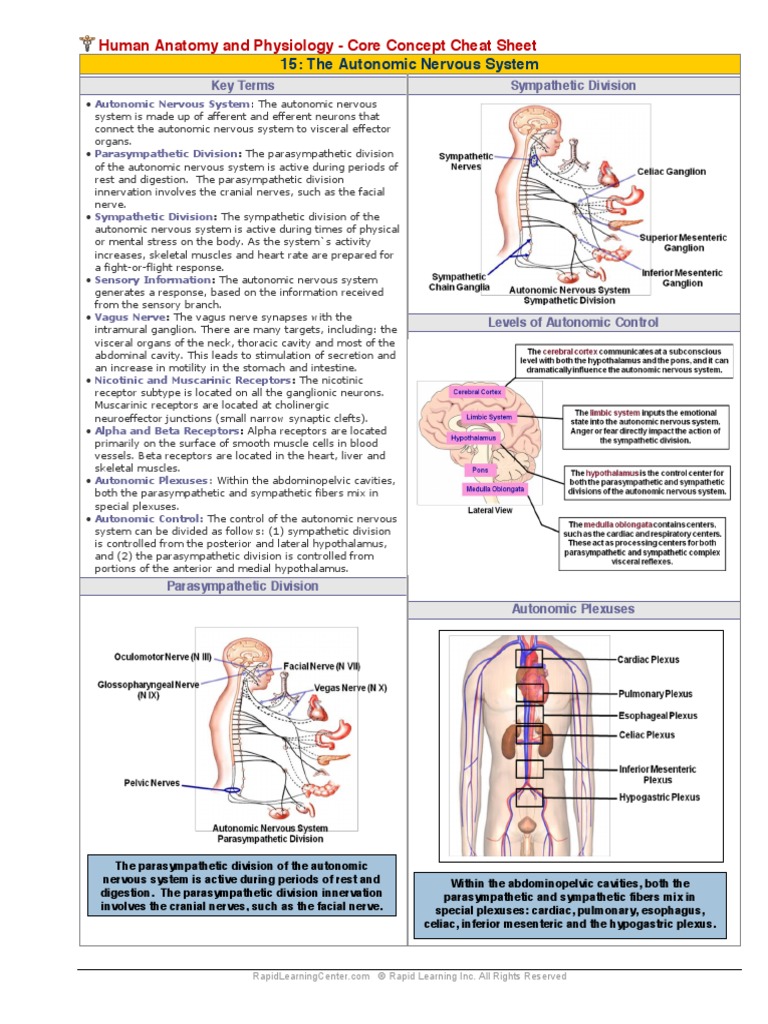 Overview of the Autonomic Nervous System | PDF | Wellness