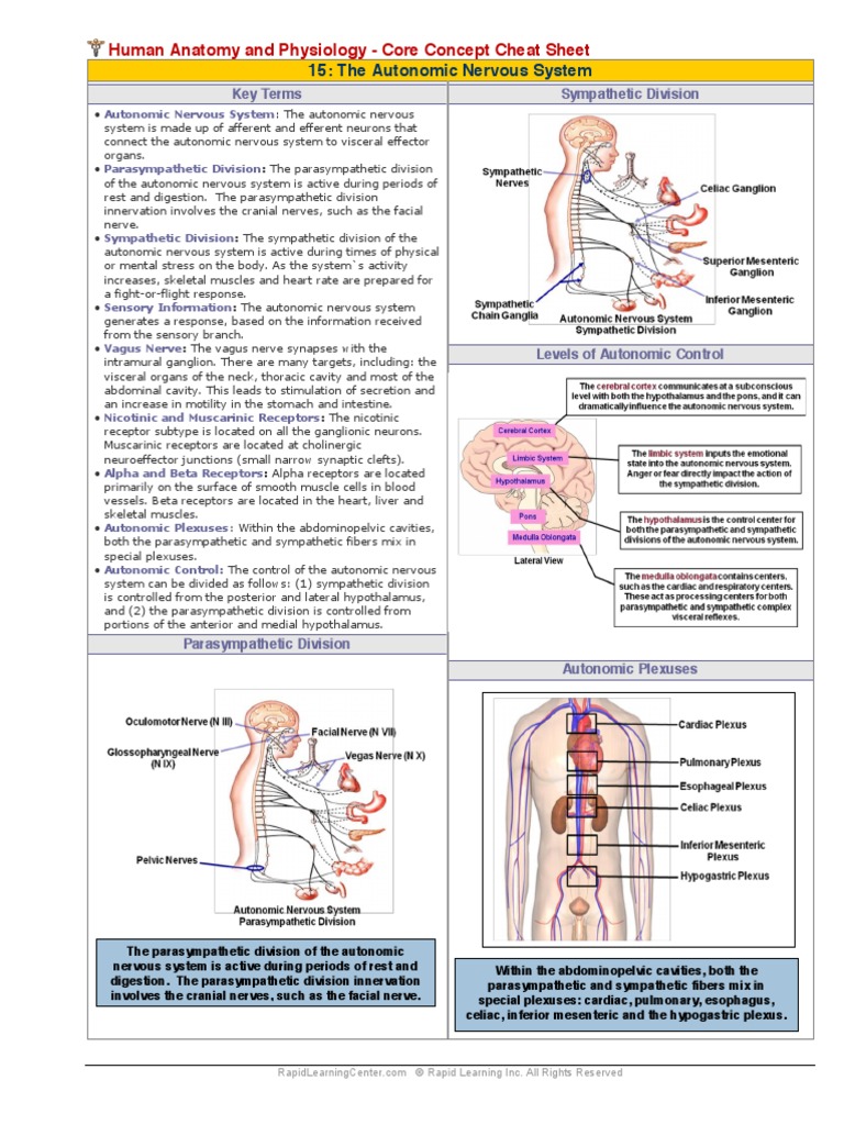 Autonomic Nervous System