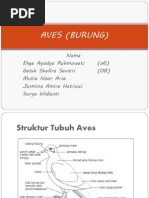 Eshak videoga tilimni tiqib