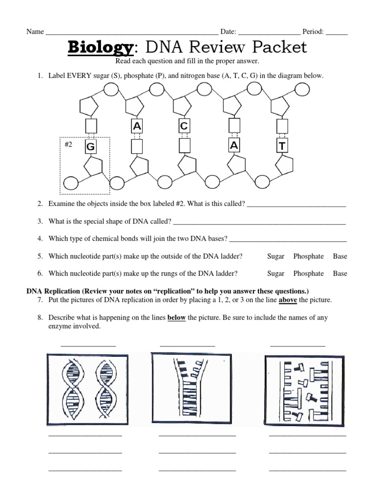 dna-review-packet-updated-pdf-translation-biology-dna