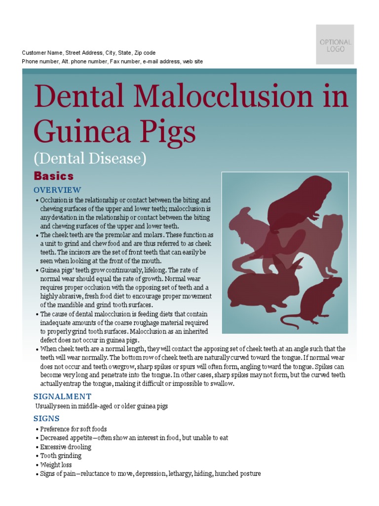 View of Dental Malocclusion in Guinea Pigs | Tooth | Guinea Pig