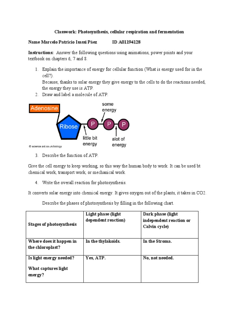 classwork on photosynthesis cellular respiration and fermentation