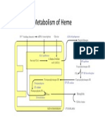 Metabolism of Heme